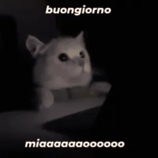 💞 4ab76be6 buongiorno miaaaaaaaaaooooooo 고양이, Buongiorno, 밈, 귀여운, 동물, 새끼 고양이, 인사 telegram sticker