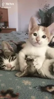 💞 858d6936 고양이, 새끼 고양이, 동물, 애완 동물, 귀여운, 가축 telegram sticker