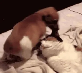 💞 a0839a4a 동물, 고양이, 개, 애완 동물, 가축 telegram sticker