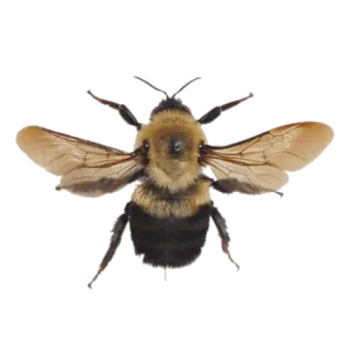 🐝 07fc6e0a insect, bee, animal, bumblebee, wildlife, nature whatsapp sticker