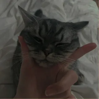 💗 06265a62 chat, animal de compagnie, animal, mignon, domestique telegram sticker
