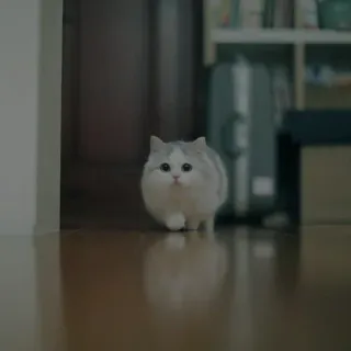 💗 18272560 chat, chaton, mignon, doux, animal, domestique, animal de compagnie telegram sticker