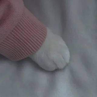 💗 4426129e chat, patte, chaton, rose, pull telegram sticker