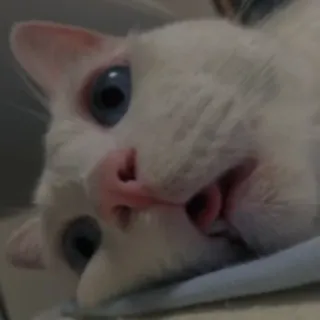 💗 54501071 chat, chat blanc, animal, animal de compagnie, mignon telegram sticker