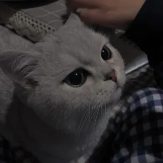 💗 749d39fd chat, animal, animal de compagnie, mignon, chat domestique, Scottish Fold, mammifère, félin telegram sticker