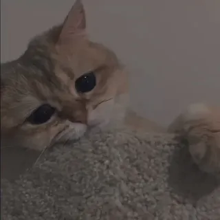 💗 7f83392e chat, mignon, animal de compagnie, animal, chat domestique telegram sticker