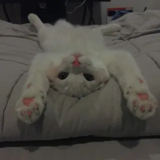 💗 818e1086 chat, animal, chat blanc, animal de compagnie, mignon, chaton telegram sticker