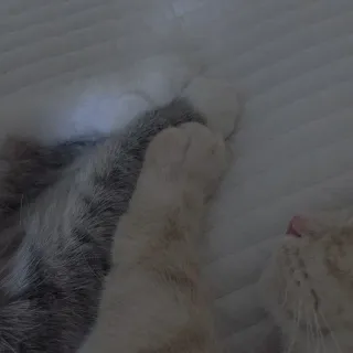 💗 87959d8b chat, animal de compagnie, animal, dormir, pattes, chat domestique telegram sticker