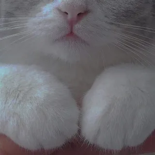 💗 8c0726b2 chat, pattes, mignon, animal telegram sticker