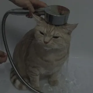 💗 b1435481 chat, douche, animal de compagnie, animal, bain, drôle telegram sticker