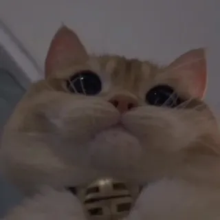 💗 c23b2154 chat, animal de compagnie, animal, mignon, chaton, domestique telegram sticker
