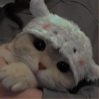 💗 ed196649 chat, animal, animal de compagnie, chaton, mignon, chapeau telegram sticker