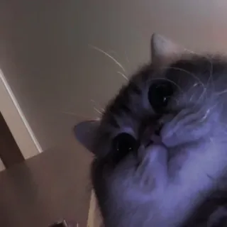 💗 f8382980 chat, animal de compagnie, animal, chaton, mignon telegram sticker