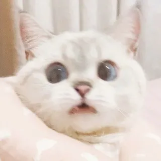 🥢 00540b2d 猫, 動物, ペット, 可愛い, 子猫 telegram sticker