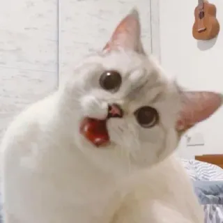 🥢 1e9d2913 猫, 動物, ペット, かわいい, 白い猫, 面白い, 表情 telegram sticker