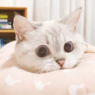 🥢 6026ebdc 猫, 動物, ペット, 可愛い, 哺乳類, ネコ, ネコ科 telegram sticker