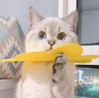 🥢 80b8c2af 猫, ペット, かわいい, 動物, 子猫 telegram sticker