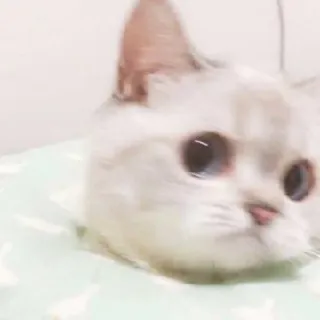 🥢 81a36b68 猫, 動物, ペット, かわいい, 子猫 telegram sticker