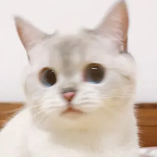 🥢 871ae4c4 猫, ペット, 動物, 飼い猫, かわいい, 子猫 telegram sticker