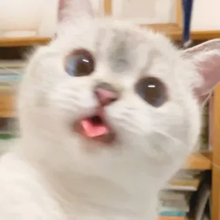 🥢 a789c3aa 猫, 動物, ペット, 舌, かわいい, 面白い telegram sticker