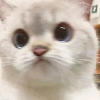 🥢 ee25f1ee 猫, 子猫, かわいい, ペット, 動物, 白猫 telegram sticker