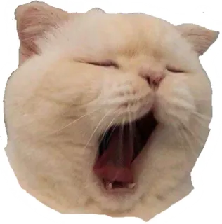 😴 6ec6b687 猫, 打哈欠, 可爱, 贴纸, 动物, 家猫 telegram sticker