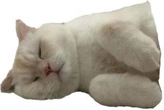 😌 8d56b3a0 猫, 睡觉, 动物, 宠物, 可爱, 白猫, 家猫 telegram sticker