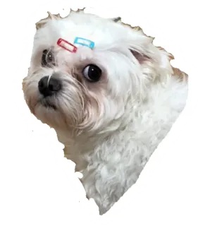 😕 98e0f2cf 狗, 动物, 宠物, 小狗, 可爱, 白色 telegram sticker