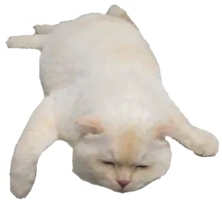 😵 a16d9f14 猫, 动物, 白色, 睡觉, 宠物 telegram sticker