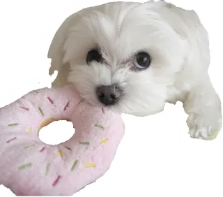 🍩 d4e1edd6 狗, 甜甜圈, 小狗, 可爱, 甜, 动物 telegram sticker