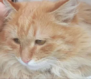 😞 1bc8b5b9 猫, 橘色虎斑猫, 宠物, 家畜, 猫科动物, 哺乳动物, 动物, 毛茸茸 whatsapp sticker