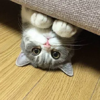 😊 203bd9d7 猫, 小猫, 可爱, 动物, 宠物, 好玩, 迷人 whatsapp sticker