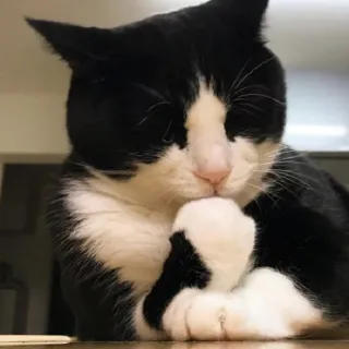 🤔 26897a15 猫, 宠物, 动物, 燕尾服猫, 家养动物, 黑白, 可爱 whatsapp sticker