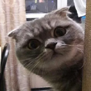 🙃 2aa655c3 猫, 宠物, 动物, 可爱, 苏格兰折耳猫 whatsapp sticker