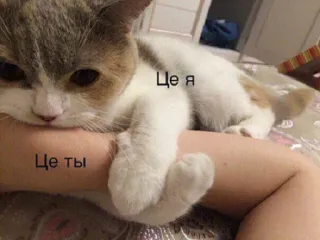 😬 39907a7c Це я
Це ти 猫, 可爱, 动物, 宠物 whatsapp sticker