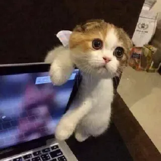 😇 3f20aad7 猫, 小猫, 可爱, 动物, 宠物, 笔记本电脑 whatsapp sticker