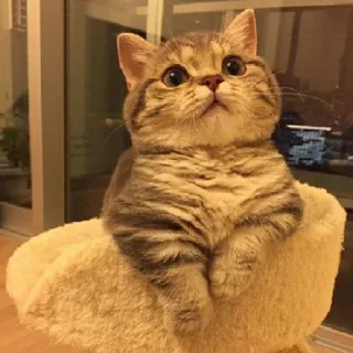 😇 488fbf6f 猫, 小猫, 可爱, 宠物, 动物, 猫科动物 whatsapp sticker