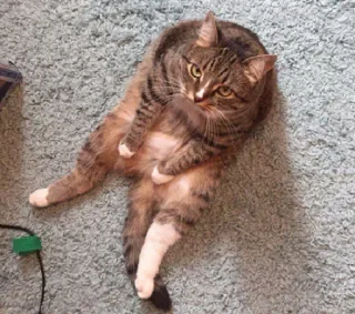 😐 51b4d500 猫, 动物, 宠物, 家猫, 搞笑, 虎斑猫 whatsapp sticker