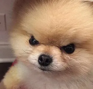 😡 678258dd 狗, 博美犬, 生气, 可爱, 动物, 宠物 whatsapp sticker