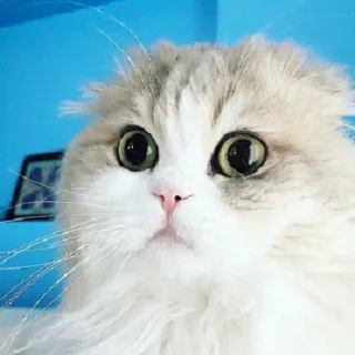 😕 76a21758 猫, 可爱, 动物, 宠物, 搞笑, 毛茸茸 whatsapp sticker