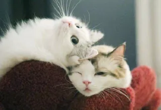 🙃 89e2e0a0 猫, 宠物, 动物, 可爱, 友谊, 家畜 whatsapp sticker