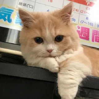 🙂 94d75ee8 気
最低(C)
4
?
23
24) (21-
8
9) (7~10) (6
週間 猫, 可爱, 宠物, 动物, 小猫, 家猫 whatsapp sticker