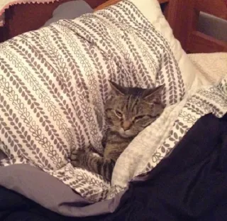 😑 9f8cb21d 猫, 小猫, 宠物, 动物, 床, 枕头, 困 whatsapp sticker