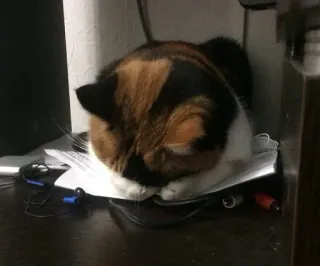 😔 9fecaf1b 猫, 睡觉, 三花猫, 家养动物, 书桌, 耳机, 宠物 whatsapp sticker