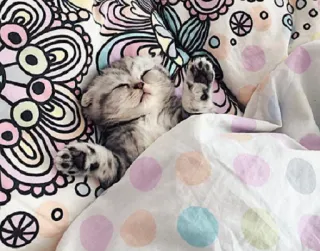 😴 a98c2953 猫, 小猫, 睡觉, 可爱, 萌, 动物 whatsapp sticker