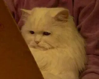 😞 b5e5468e 猫, 白猫, 可爱, 宠物, 动物, 毛茸茸, 波斯猫 whatsapp sticker