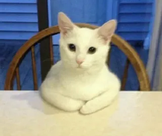 😐 c6907e2a 猫, 白猫, 动物, 宠物, 家畜, 坐着, 桌子 whatsapp sticker
