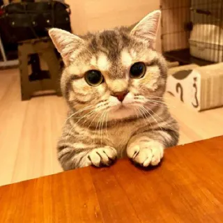 😇 cd040636 猫, 可爱, 小猫, 宠物, 动物, 虎斑猫, 家猫, 眼睛 whatsapp sticker