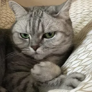 😑 cf05c474 猫, 猫科动物, 动物, 宠物, 家猫 whatsapp sticker