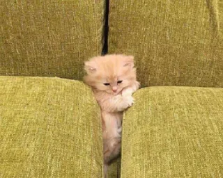 😶 d10e338c 小猫, 猫, 可爱, 动物, 宠物, 沙发, 家具 whatsapp sticker